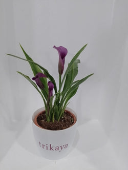 Calla Lily - Purple Live Potted Plant