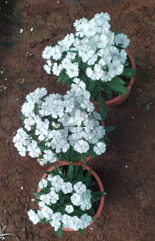 Sweet William White Live Plant