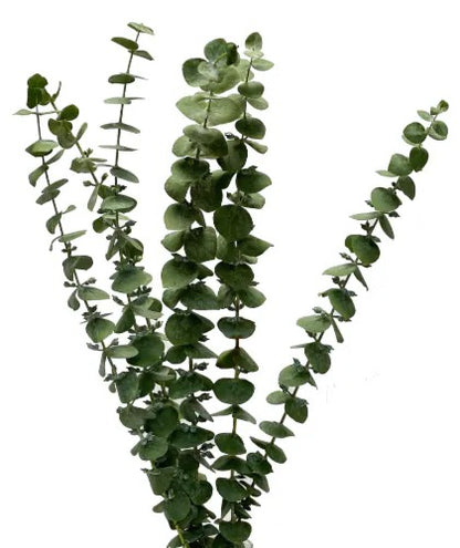 Eucalyptus