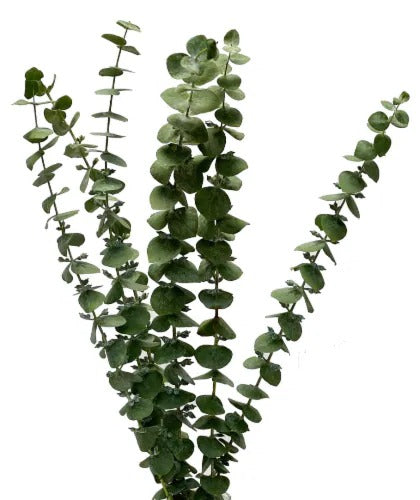 Eucalyptus