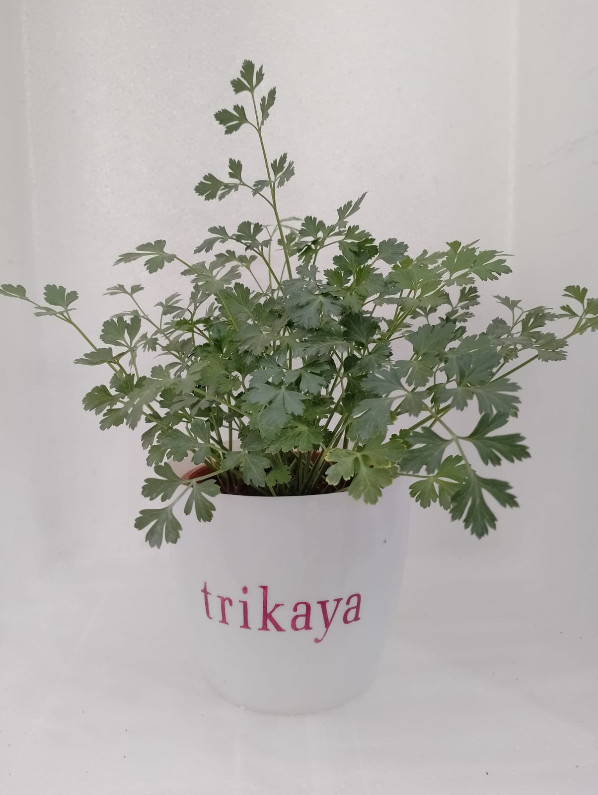 Parsley Flat Live Plant