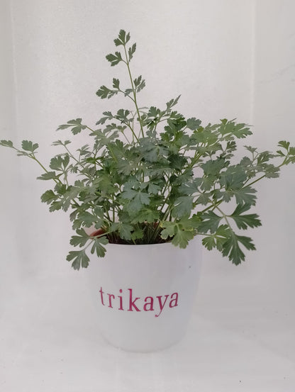 Parsley Flat Live Plant