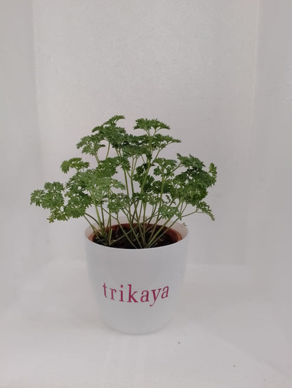 Parsley Curled Live Plant
