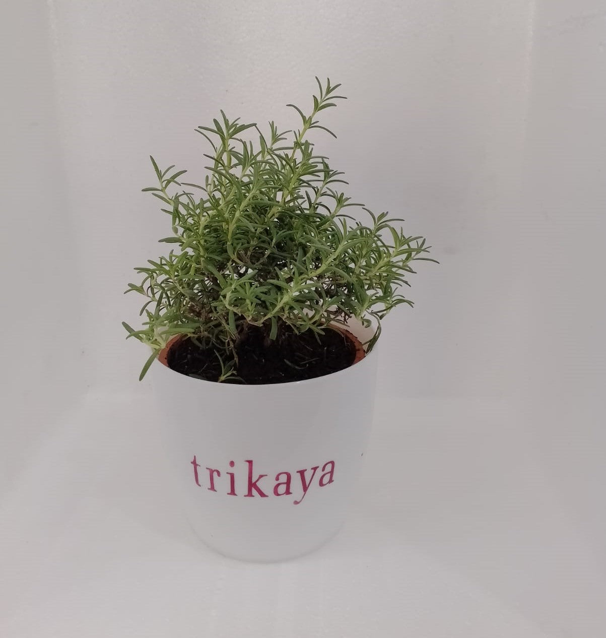 Rosemary Live Plant