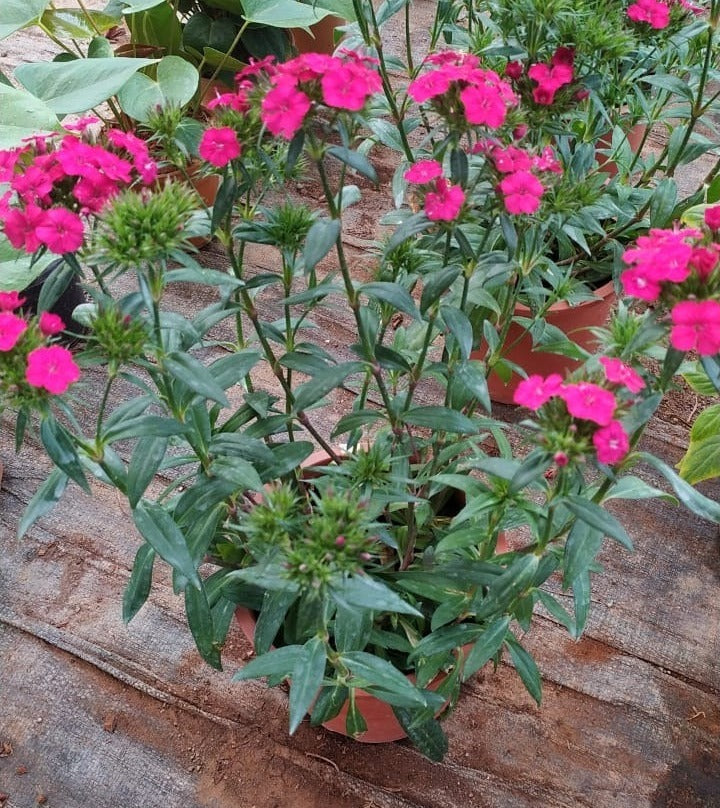 Sweet William Large Dark Pink Live Plant