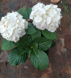 Hydrangea White Large Living Plant