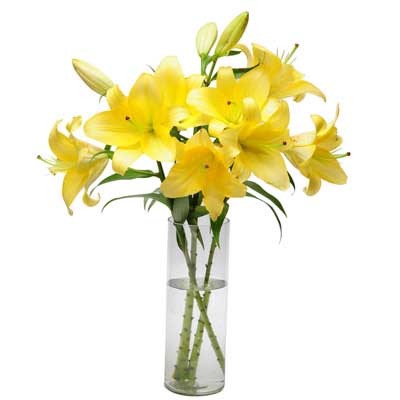 Asiatic Lily Yellow