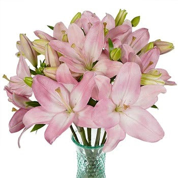 Asiatic Lily Pink