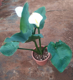 Calla Lily - White Live Potted Plant
