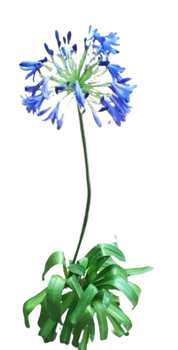 Agapanthus - Blue live Potted plant