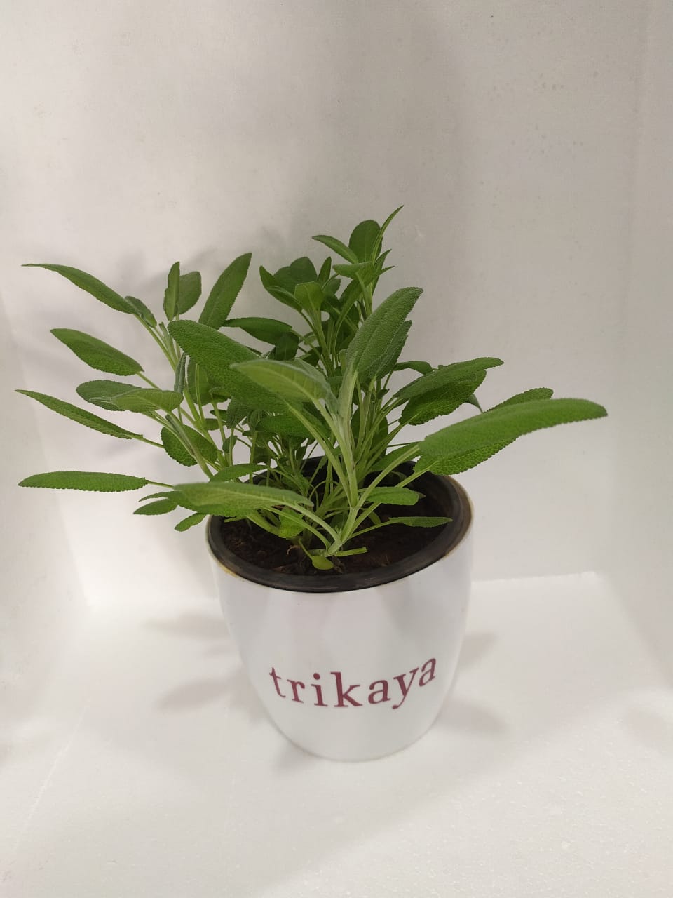 Sage Live Plant