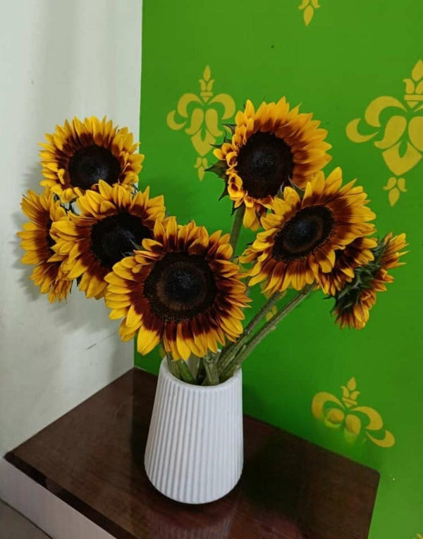 Sunflower Bicolours