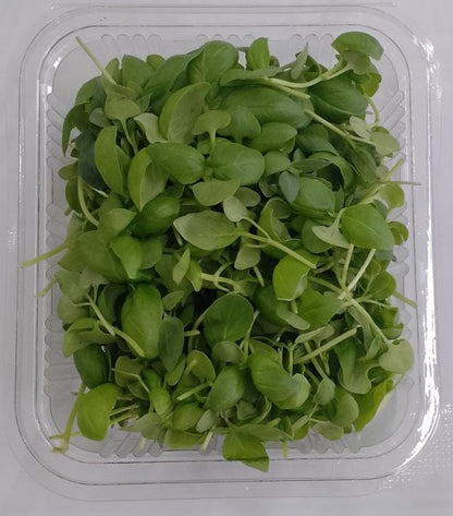 Microgreen Basil