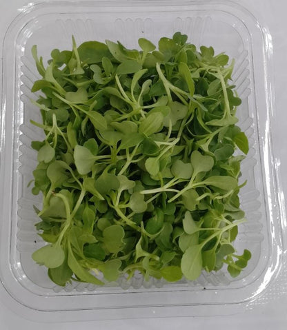 Microgreen Pakchoi