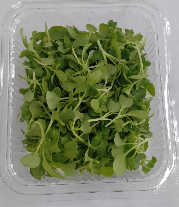 Microgreen Pakchoi