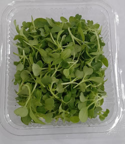 Microgreen Pakchoi
