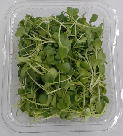 Microgreen Broccoli