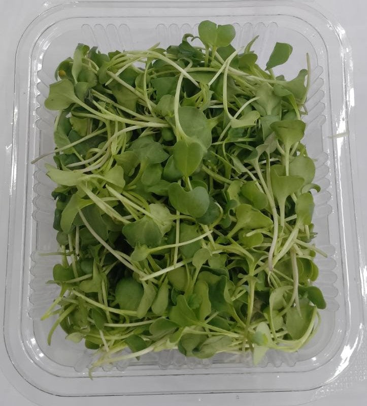 Microgreen Broccoli