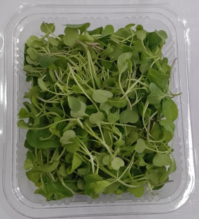 Microgreen Roquette