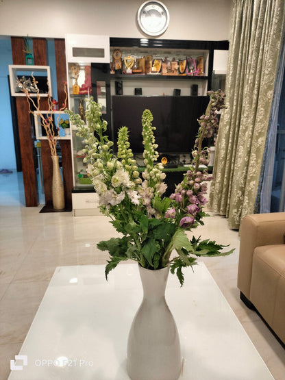 Delphinium (White,Light Blue)