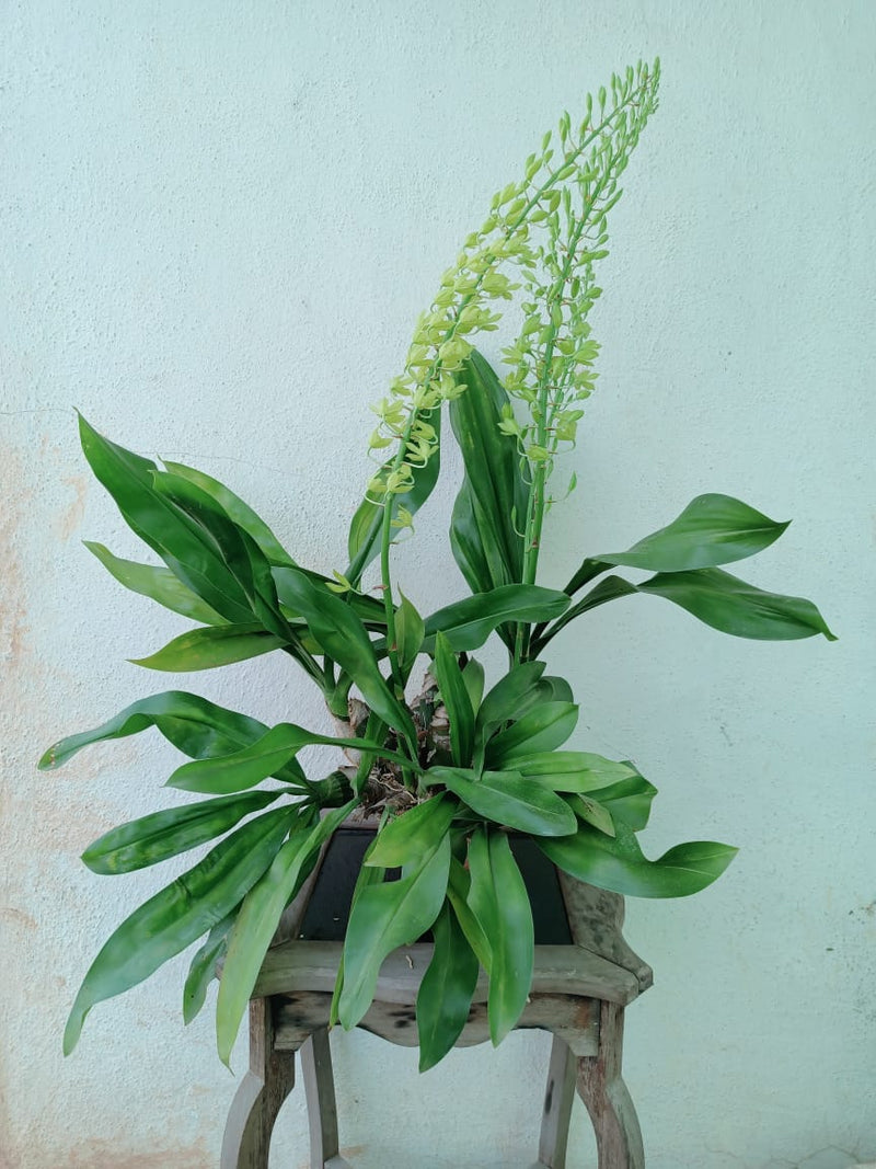 Gramatophyllum Mini Live Plant