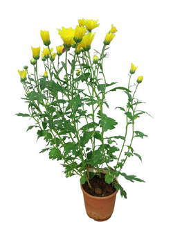 Chrysanthemum Yellow spray live plant