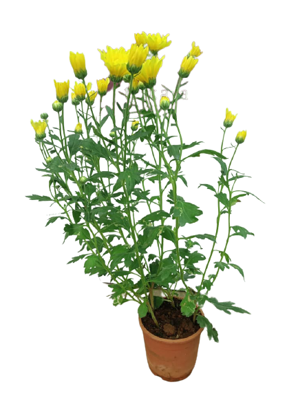 Chrysanthemum Yellow spray live plant