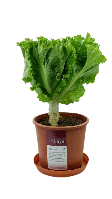 Lettuce Leafy Live Plant