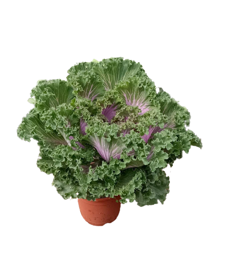 Ornamental kale Live Plant - Purple