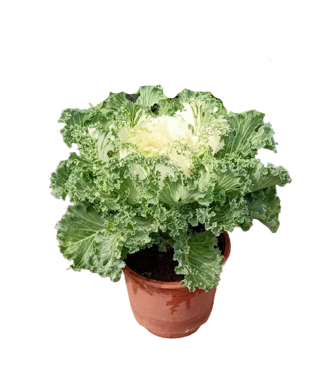 Ornamental kale Live Plant - Green