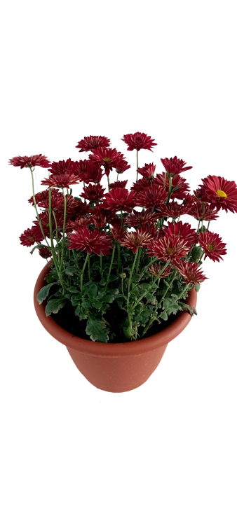 Large Chrysanthemum Purple Spray Live Plant