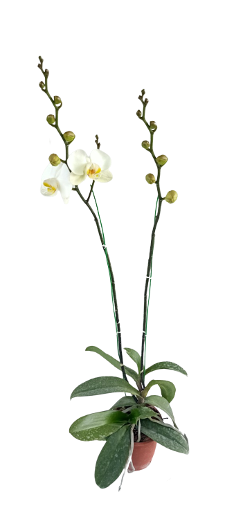 Phalaenopsis Orchid White Plant
