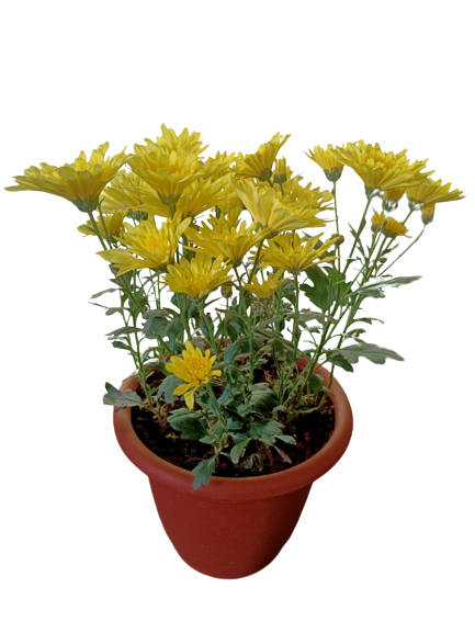 Large Chrysanthemum Yellow Spray Live Plant