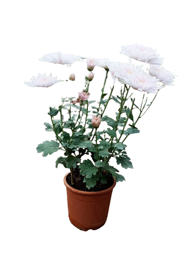 Large Chrysanthemum Giant Magic Live Plant