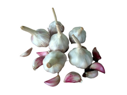 Garlic Ooty, Freshly Harvested