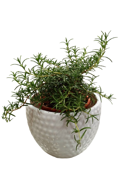 Rosemary Live Plant- Ceramic Potted
