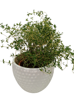 Thyme Live Plant- Ceramic Potted