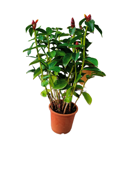 Red Button Ginger Live Plant