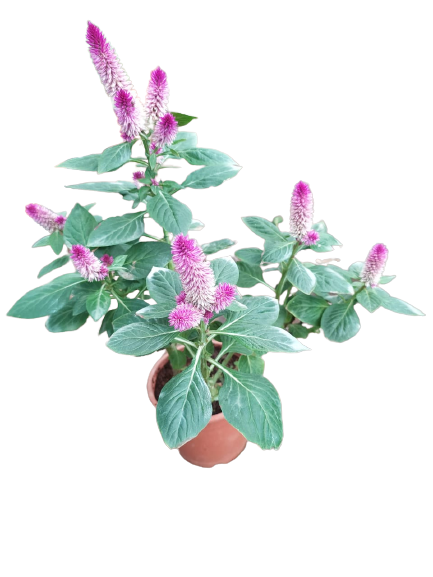 Celosia Roquette Potted plant