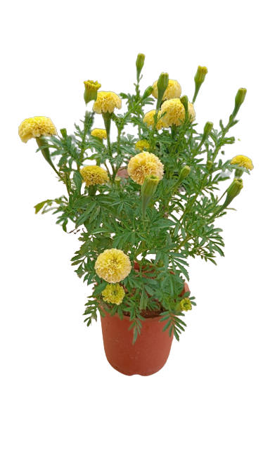 Marigold Ivory Live Potted Plant (Yellow)
