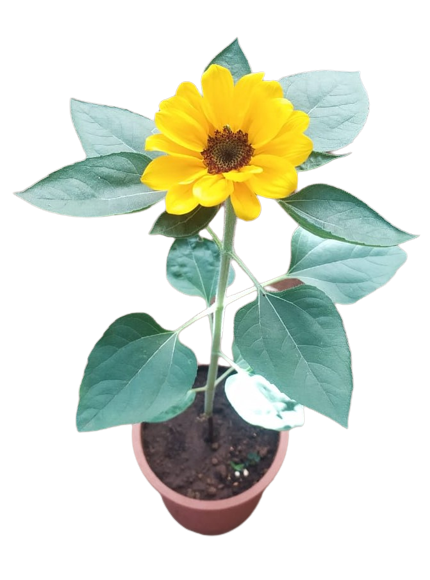 Sunflower Vicent Choice Live Plant