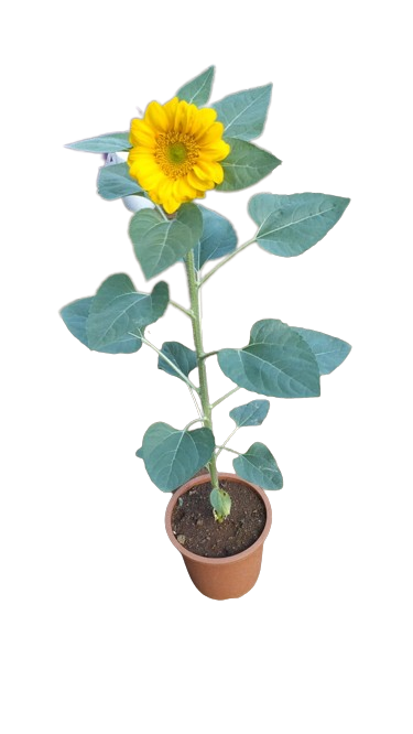 Sunflower Gold Live Plant