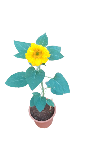 Sunflower Gold Live Plant