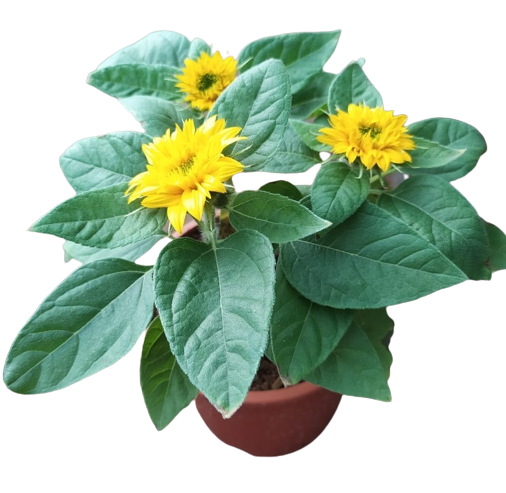 Sunflower Big Smile Live plant