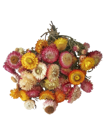 Helichrysum Mix