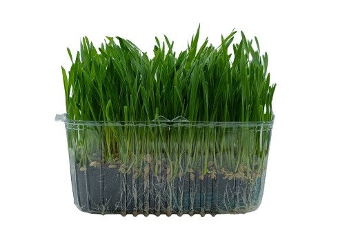 Live Microgreen - Wheatgrass