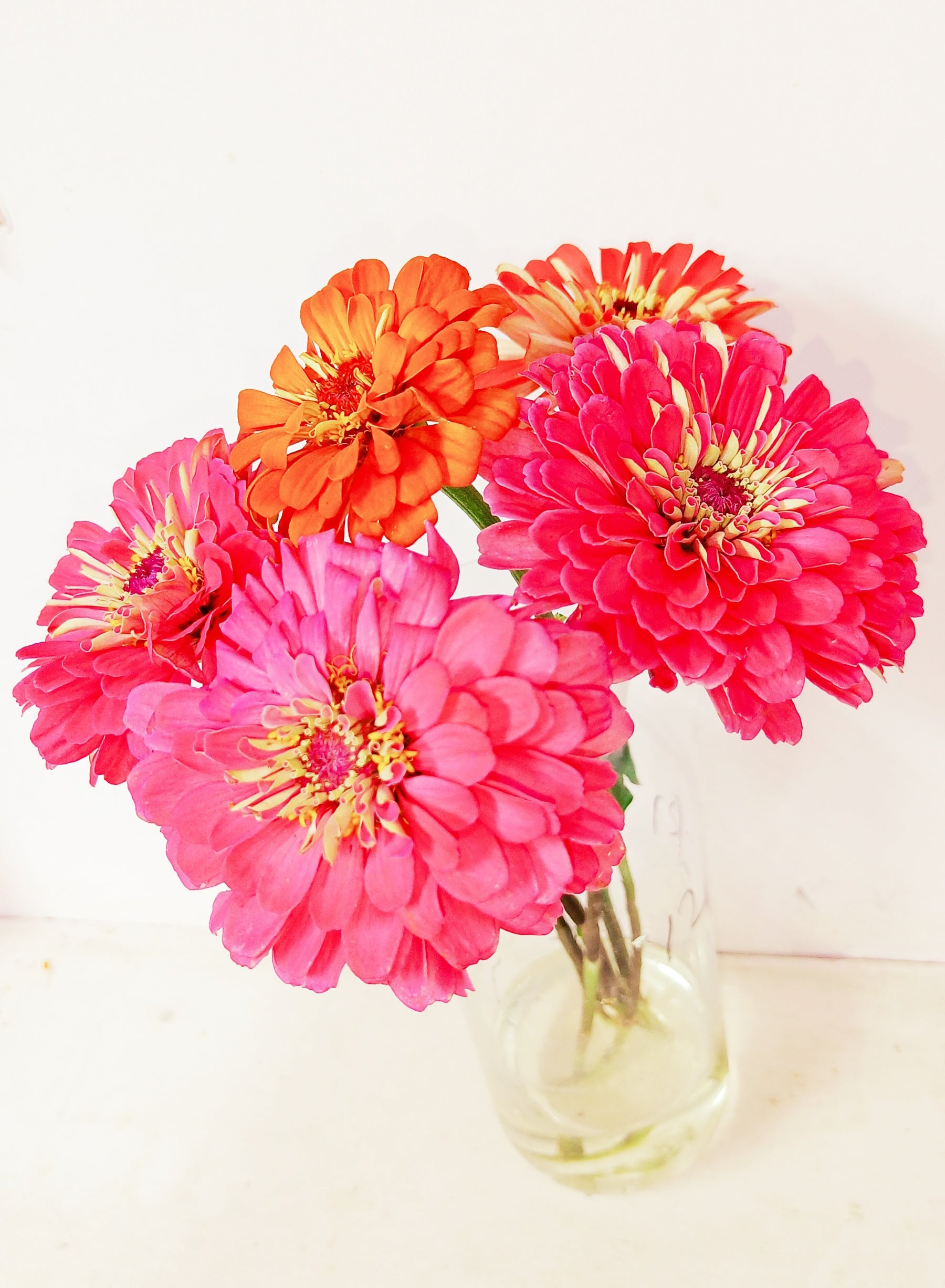 Zinnia Flower - Mix