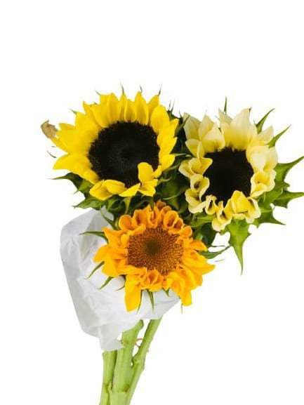 Sunflower Mix (Orange, Bio colours, Yellow)