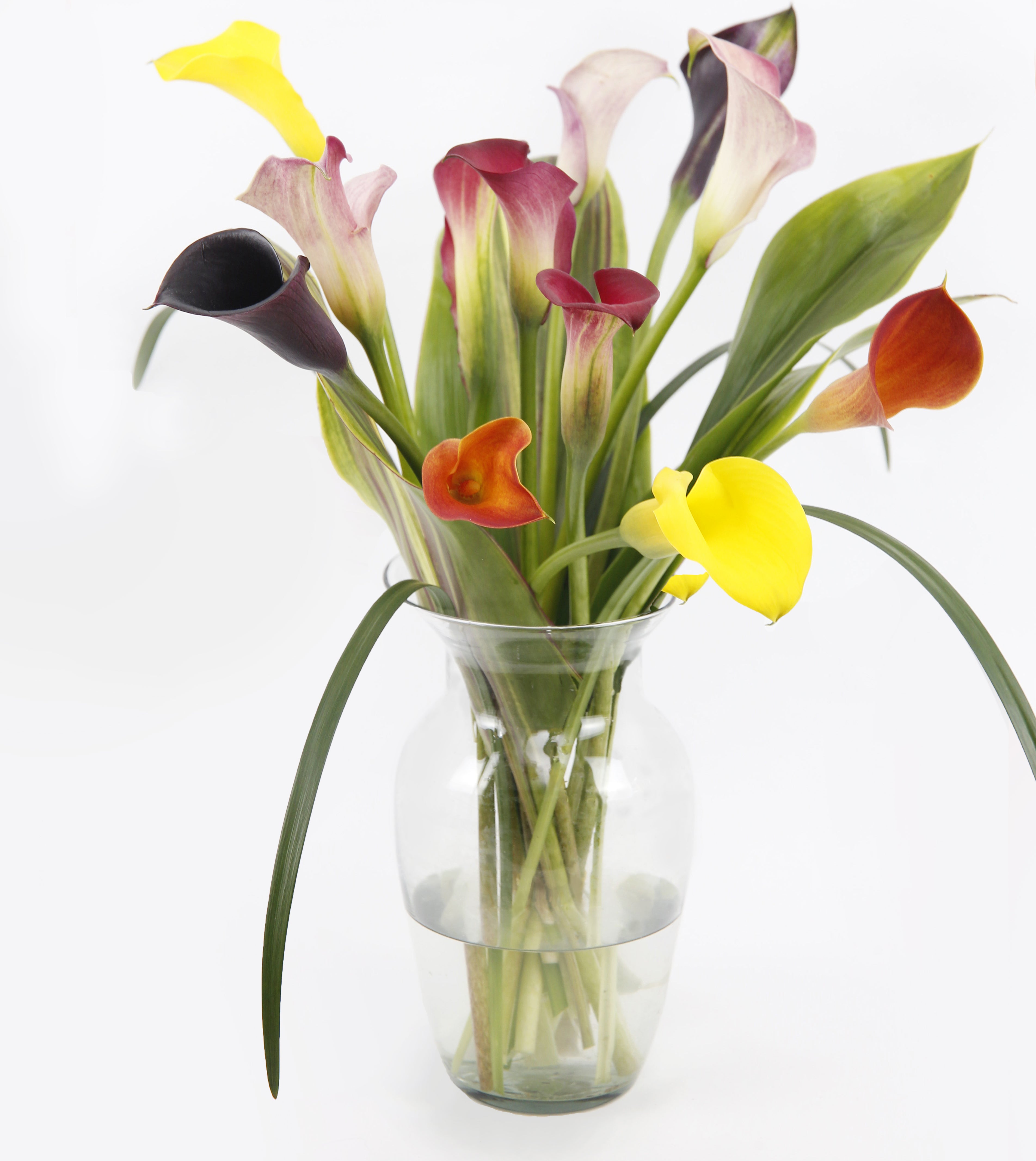 Calla lily Coloured (Mixed Colours)