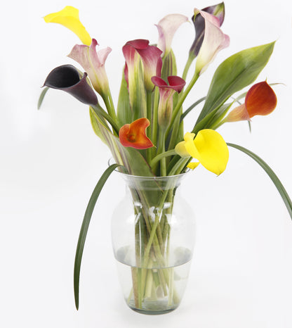 Calla lily Coloured (Mixed Colours)